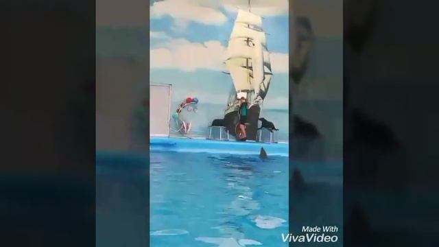 (1 серия) мы в Дельфинарии!!! Морские котики смотреть онлайн