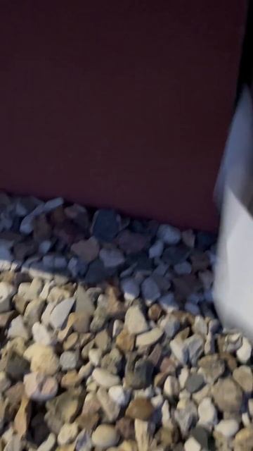 Ёжик смотреть онлайн