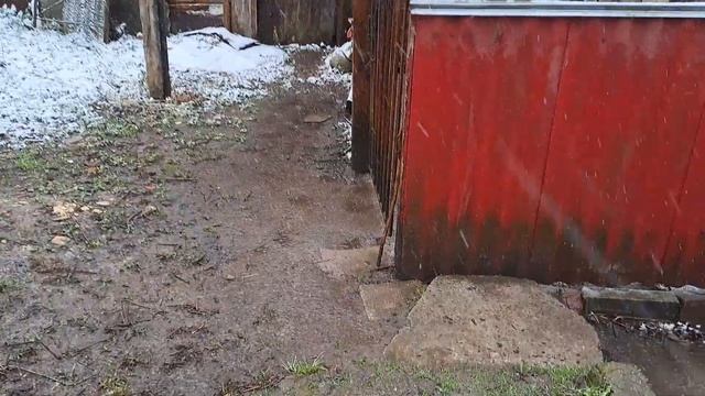 БЕРЕЗНЕВІ КАПРИЗИ! СНІГ ПРОЛІТАЄ. КУРОЧКИ СХОВАЛИСЯ В КУРНИКУ. КВІТИ В СНІГУ смотреть онлайн
