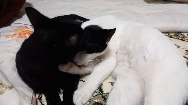 This is how Barfi nurses the Black Panther kitten😻🙀😹 смотреть онлайн