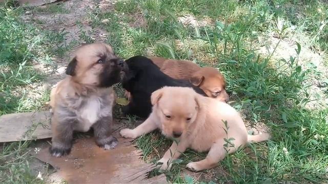 Dragii mei catelusii!! смотреть онлайн