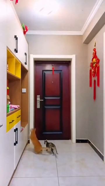 Ninja Cat Scales Walls Like a Pro! #cat #animals #shorts #kitten #cutecat #funny #spidercat смотреть онлайн
