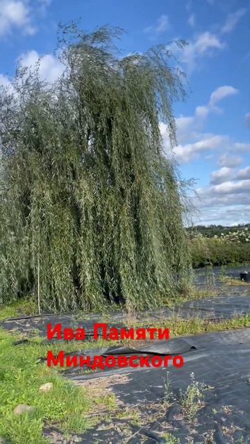 Удивила красотой ива Памяти Миндовского. Это плакучая ива с зоной зимостойкости 3. смотреть онлайн