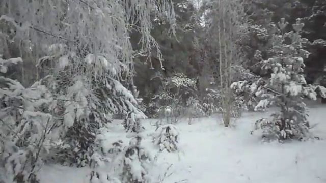 КРАСОТА ЗИМНЕГО ЛЕСА (BEAUTY OF THE WINTER FOREST) смотреть онлайн