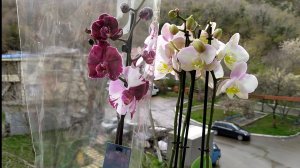 Новые орхидеи и цитрус Лиметта Пурша.