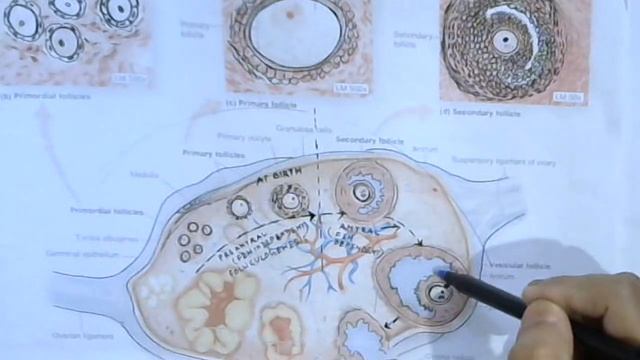 Hormonal Control of Oogenesis // Human Reproduction смотреть онлайн