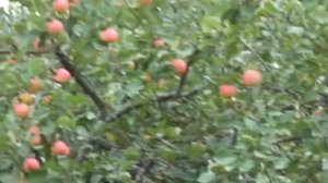 ЯБЛОНЕВЫЙ САД слова и исполнение Татьяна Шандаровская музыка Ярослав Голованов