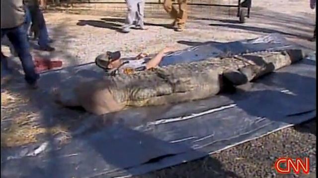 12 Foot 800 pound pet alligator found in home смотреть онлайн