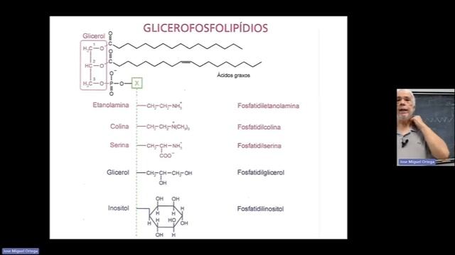 aula lipidios IntrodBioqBioMol смотреть онлайн