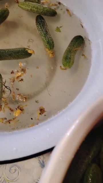 ОГУРЦЫ. ВЫМАЧИВАЮ В ХОЛОДНОЙ ВОДЕ ПЕРЕД ЗАГОТОВКАМИ. смотреть онлайн