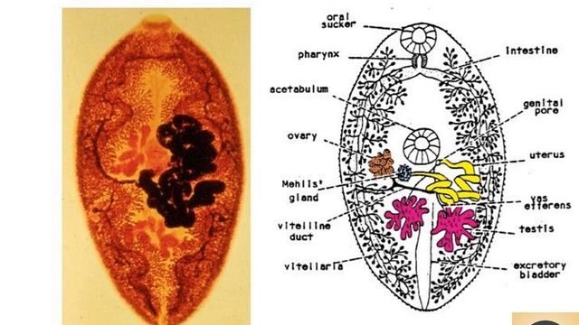 PARASITOLOGY LUNG FLUKES / Parasitology Notes / Part-18 / #LifeScienceMCQs смотреть онлайн