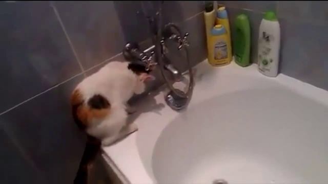 банный день у котэ смотреть онлайн