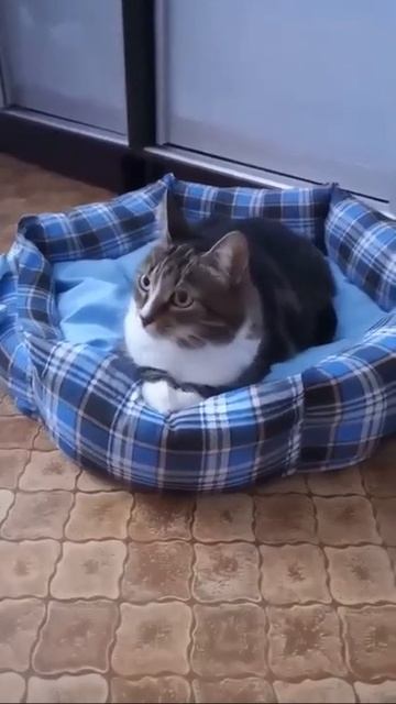 Бусина дома смотреть онлайн