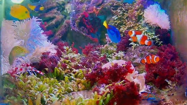 aquarium relaxing music смотреть онлайн
