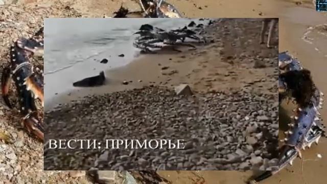ENORME CANGREJO APARECE EN LAS COSTA DE UNA ISLA EN RUSIA смотреть онлайн