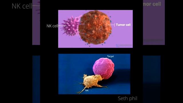 Natural killer cells😡|NK cells|immunity смотреть онлайн