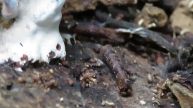 Sylvan Falls Invertebrate Movie смотреть онлайн