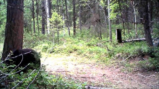 Bears Caught on Game Camera смотреть онлайн