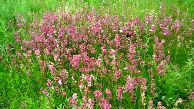 Бабочки :) смотреть онлайн