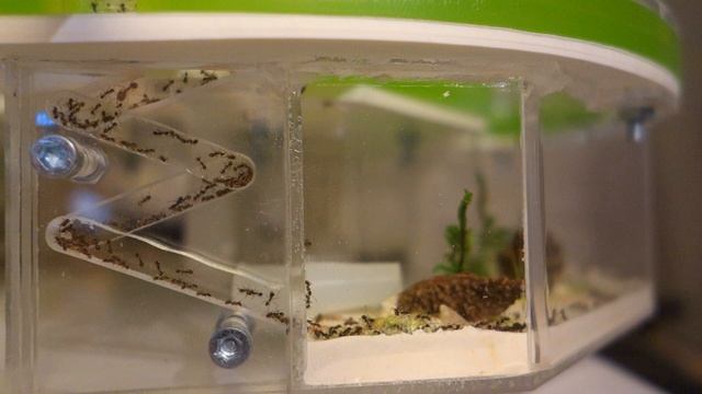 Escalier Module Alimentation смотреть онлайн