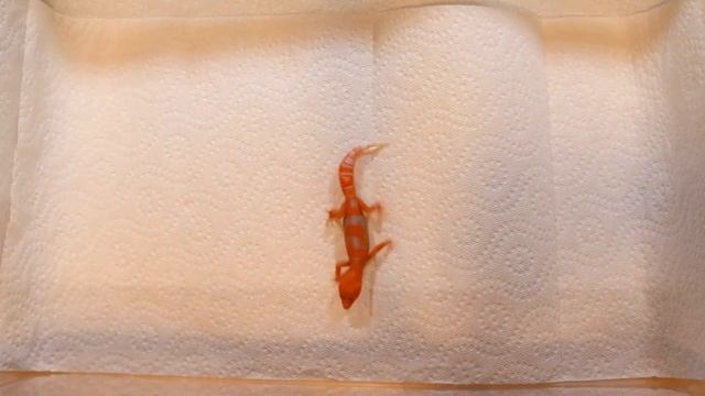 Baby Leopard Geckos. Blood Tangerine/Hypo & GEM Snow RADAR смотреть онлайн