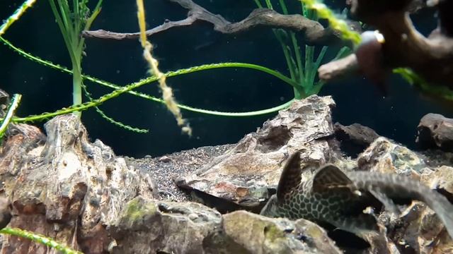 Piranhas, Pirania Natterera, nature, fisch, pirania, Swimming, Wesseling, Magdalena Adrian смотреть онлайн