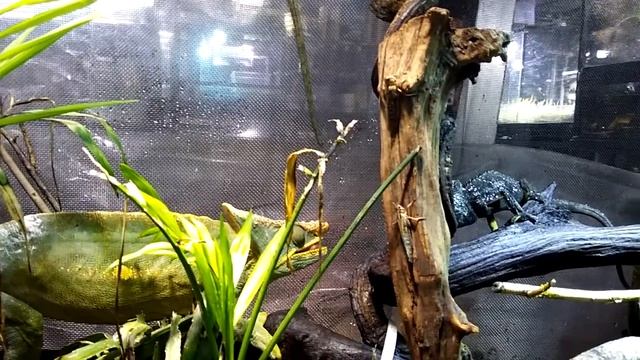 Calumma parsonii - Yellow-Liped first meal in Hong Kong смотреть онлайн