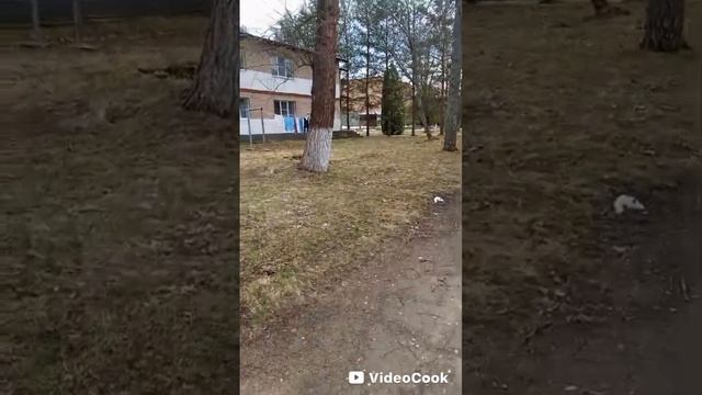 Санаторий Руза МВД гуляем по территории смотреть онлайн