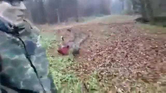 Жесткая собака регбист смотреть онлайн