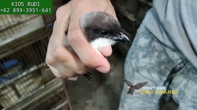 MASIH MUDA ! LUPA PULANG, DATANG RIBUAN BURUNG ! PALING MURAH 10RB AN смотреть онлайн