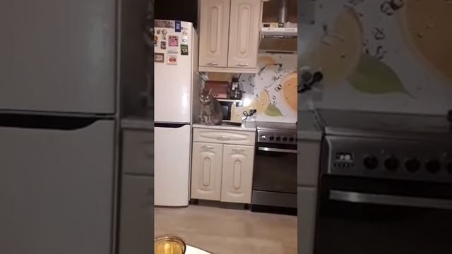 Хозяин жизни, или кот Василий умный кот. смотреть онлайн