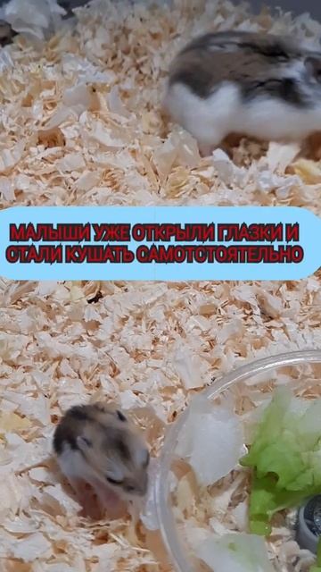 Хомячатам 13 дней/ Маленькие хомячки смотреть онлайн