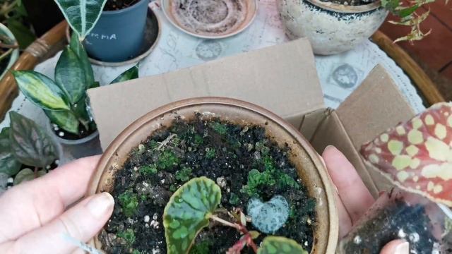 Распаковка посылки, цветы. смотреть онлайн