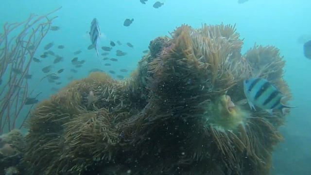 Coral reefs under sea, Underwater coral reefs, Beautiful Corals смотреть онлайн