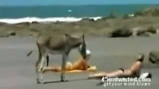 Асиол! смотреть онлайн