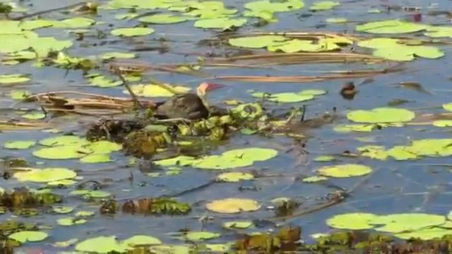 Crocodile in Kakadu National Park, Australia смотреть онлайн