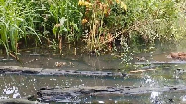 Пруд смотреть онлайн