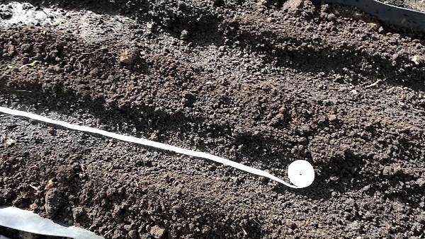 СЕМЕНА МОРКОВИ НА ЛЕНТЕ. Правильная посадка - залог отличного урожая! смотреть онлайн