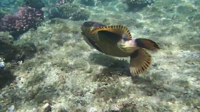 Abu Dabbab - Hilton, Marsa Alam