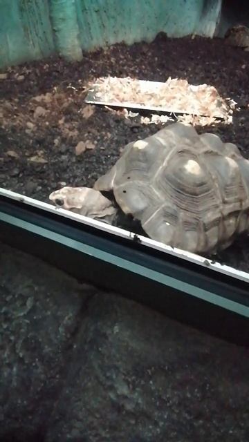 змей горыныч🤣🤣🤣 смотреть онлайн