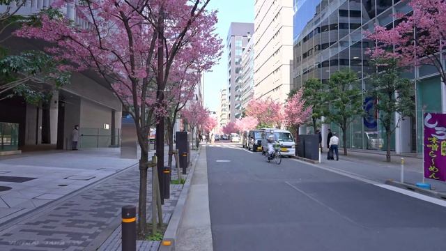 【4K HDR】Tokyo Cherry Blossoms - Nihonbashi Kawazu Sakura смотреть онлайн