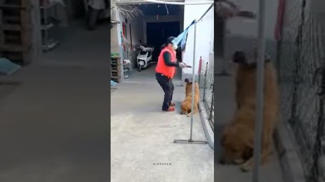 добрые собаки в китае 😂💞 смотреть онлайн