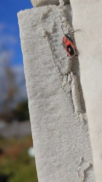 Что за жук, кто знает ? смотреть онлайн