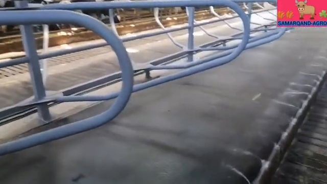 энг замонавий мол ферма!! ⭐⭐⭐⭐⭐ юлдузли молхона!! мана сигирлар кандай сакланиши керак! смотреть онлайн