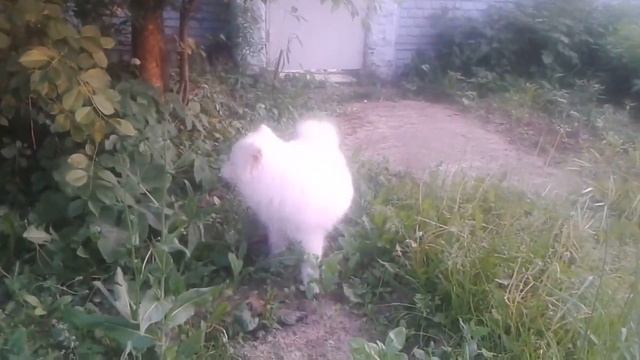 Копия видео Прогулка с самоедиком смотреть онлайн