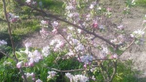 Цветёт яблоня VID_20250416_082027.mp4