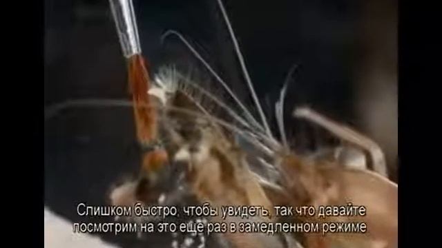 креветка-щелкун смотреть онлайн