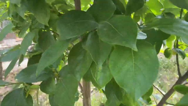 Цветет хурма чем обработать ? Чтобы не осыпалась завязь !