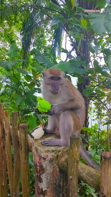 Singapore Zoo 🐒 смотреть онлайн