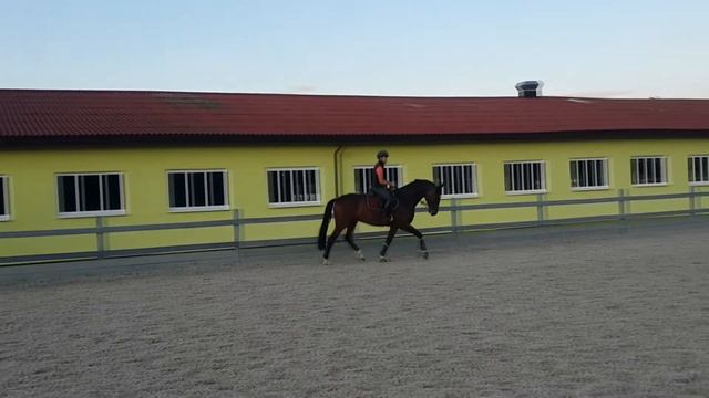 16.08.2018 рысь, галоп смотреть онлайн